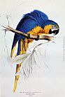 Blue Canvas Paintings - Blue And Yellow Macaw